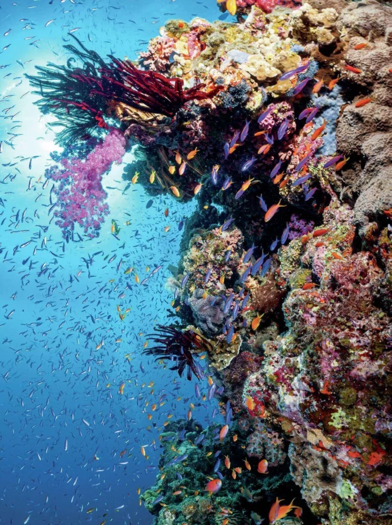 A vibrant swarm of orange Anthias fish swimming along a steep coral reef wall.