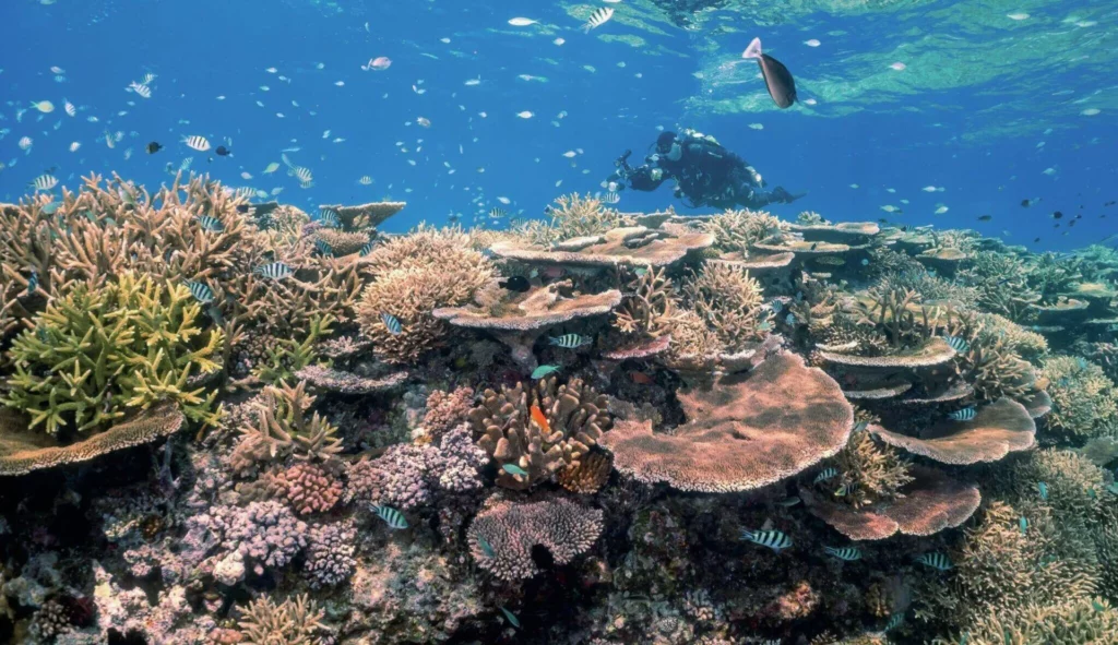 A panoramic underwater view of a pristine and healthy coral reef ecosystem in the Great Barrier Reef, featuring dense coral cover and crystal clear water.