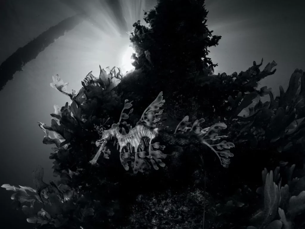 Fine art black and white underwater photograph of a seadragon drifting gracefully over the ocean floor.