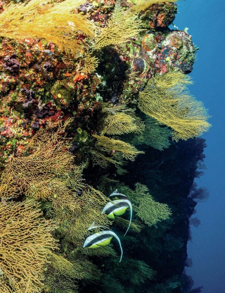 A pair of longfin bannerfish swimming past hard coral formations in Australia.