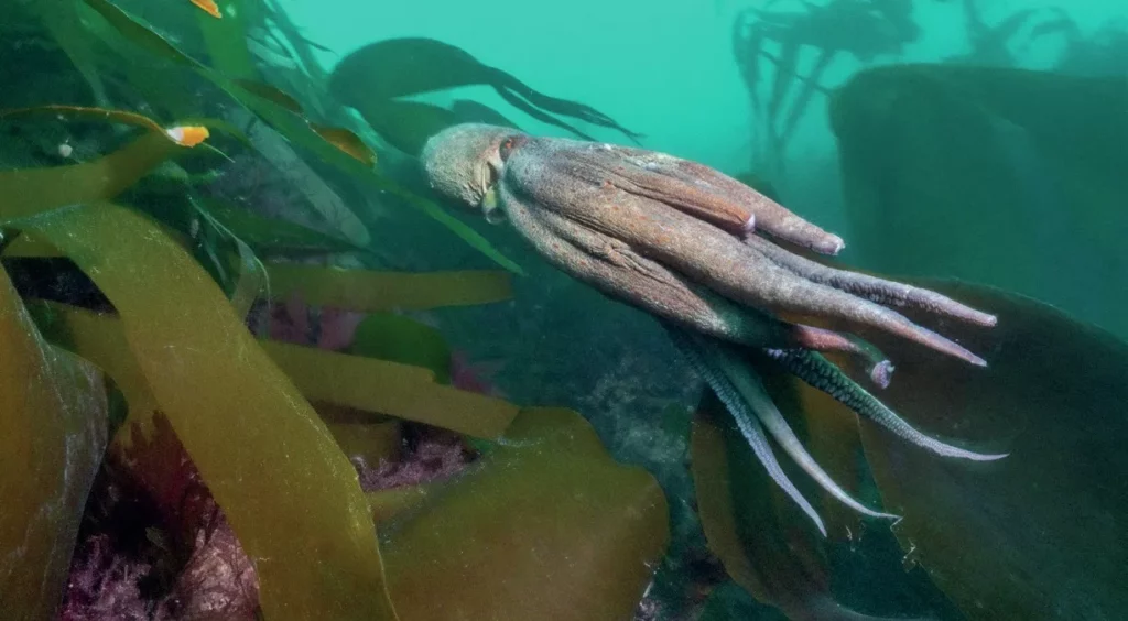 Cornwall Octopus Bloom: Inside the 8-armed Invasion 2 A fast-moving octopus beating a hasty retreat across the seafloor.
