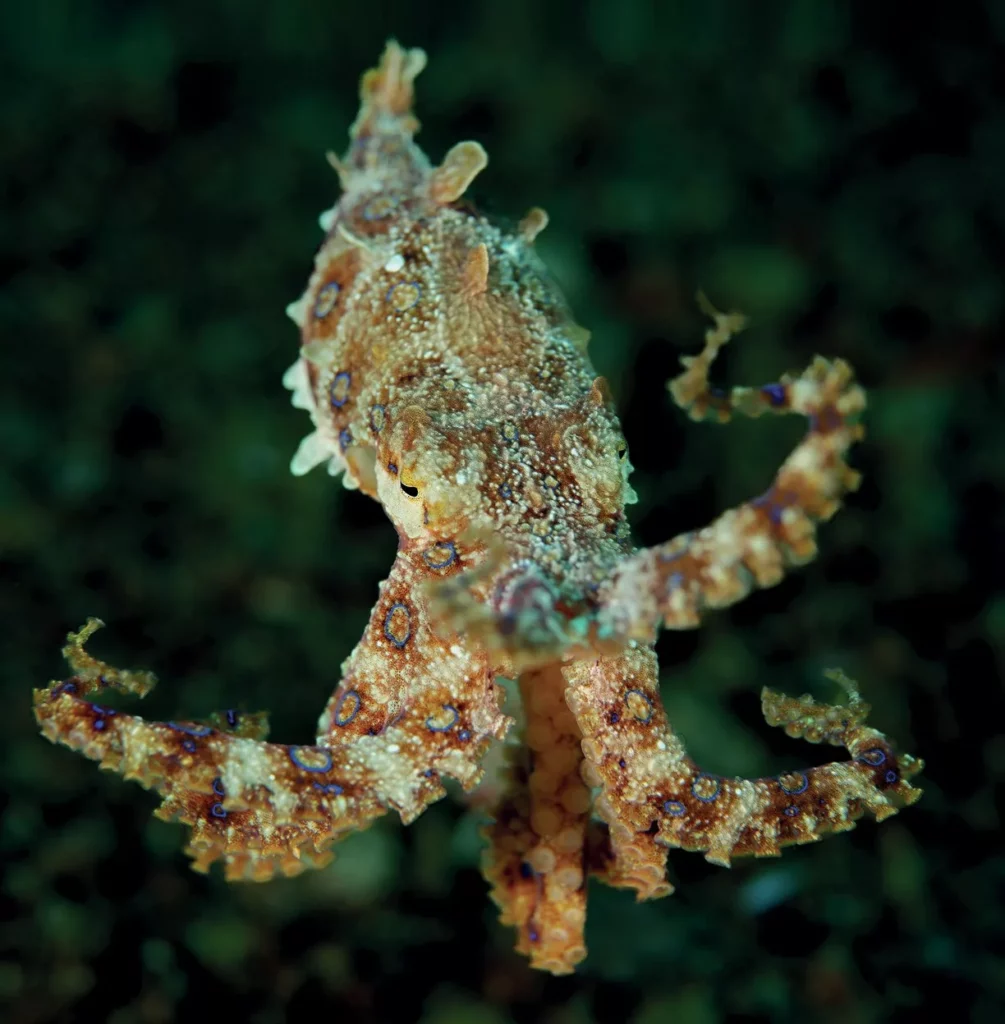 Muck Diving in Lembeh Strait: Ultimate Passport to Paradise (Pt. III) 10 A tiny blue-ringed octopus flashing its bright iridescent blue warning rings on dark volcanic sand.