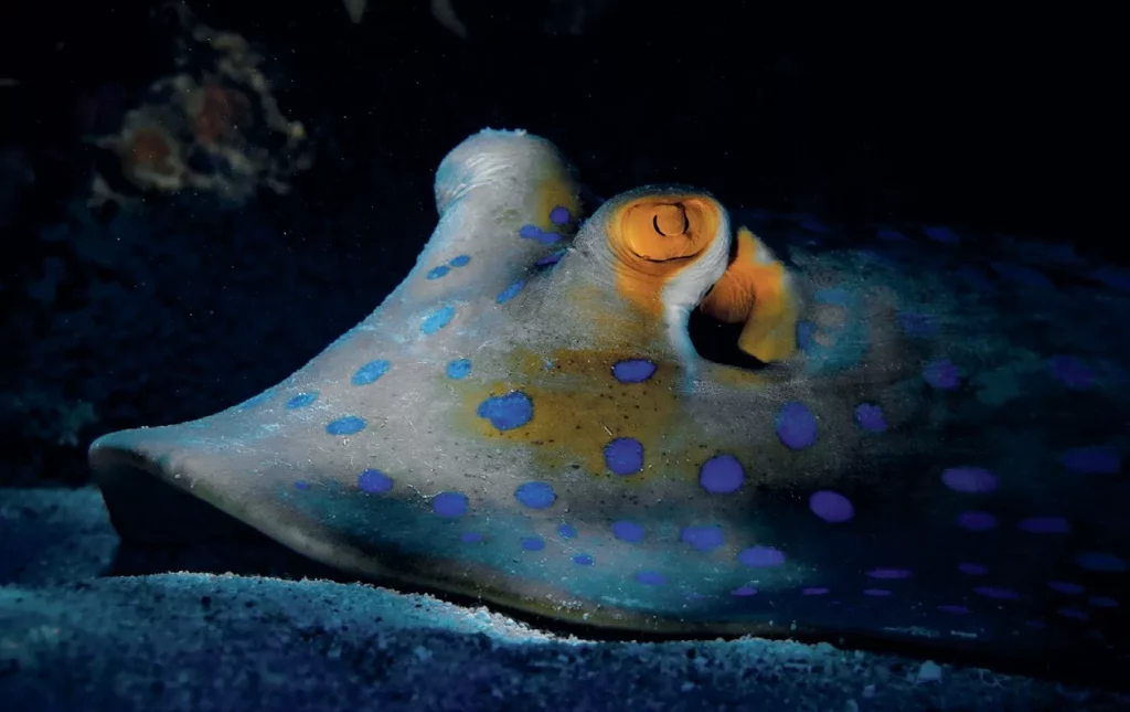 A Blue-spotted stingray resting on the sandy bottom of the Great Barrier Reef.