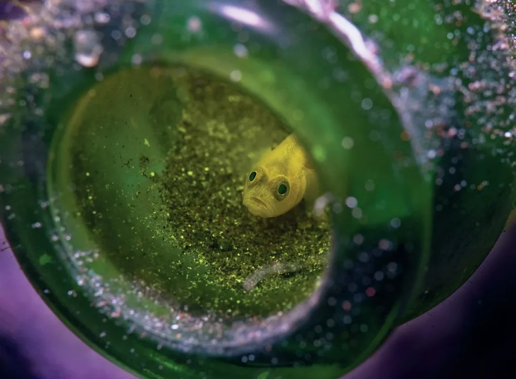 Muck Diving in Lembeh Strait: Ultimate Passport to Paradise (Pt. III) 3 A small marine creature utilizing an old bottle as a safe artificial reef and refuge.