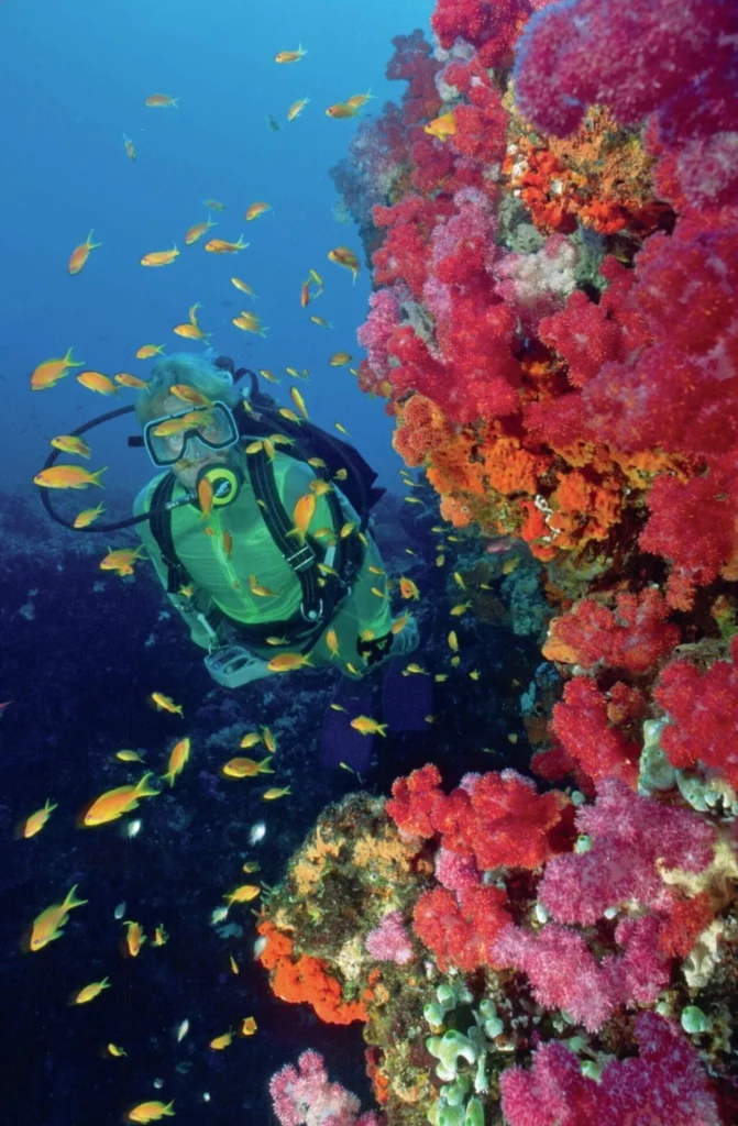 Discovering Sodwana Bay 4 Healthy and colorful hard and soft corals thriving on the unique fossilized sand dune reefs while Diving Sodwana Bay.