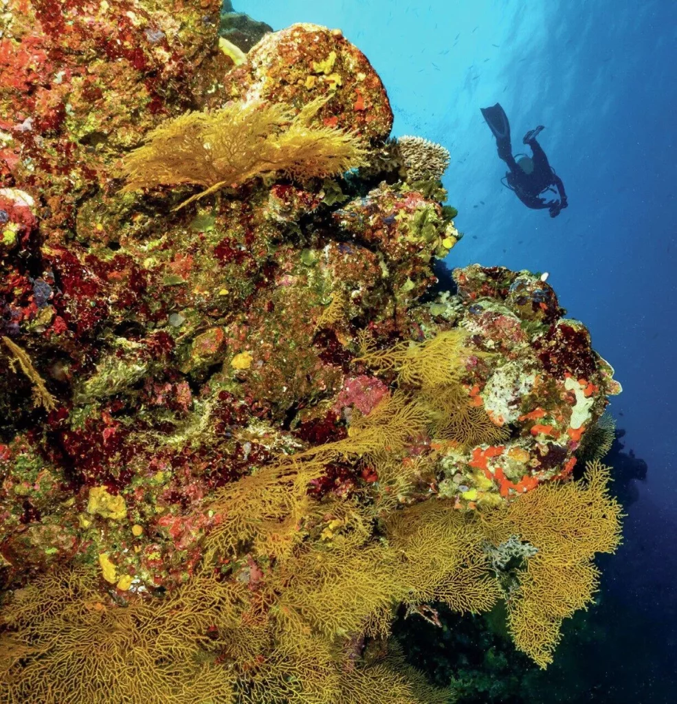 Vibrant pink and orange soft corals swaying in the current of the Great Barrier Reef.
