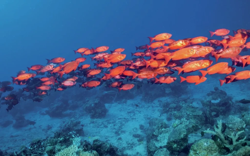 A school of Common Bigeye fish with large reflective eyes hovering near a reef crevice.