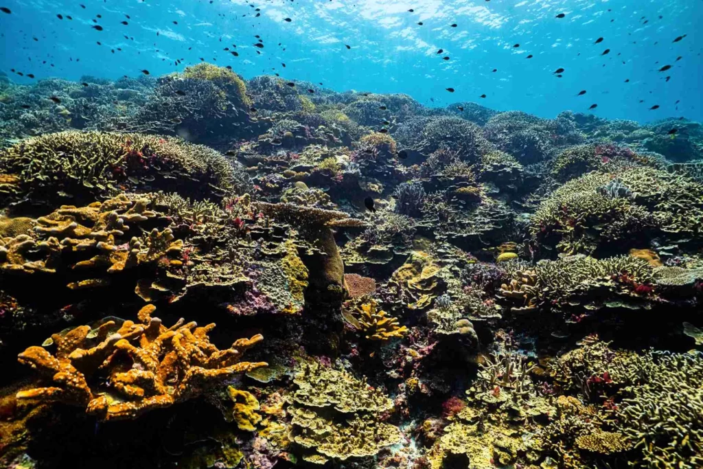 Coral reef (Ollie Velasco / NatGeo Pristine Seas)