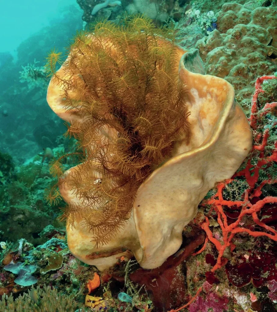colored crinoid feather stars hosting inside the rim of a giant marine barrel sponge.