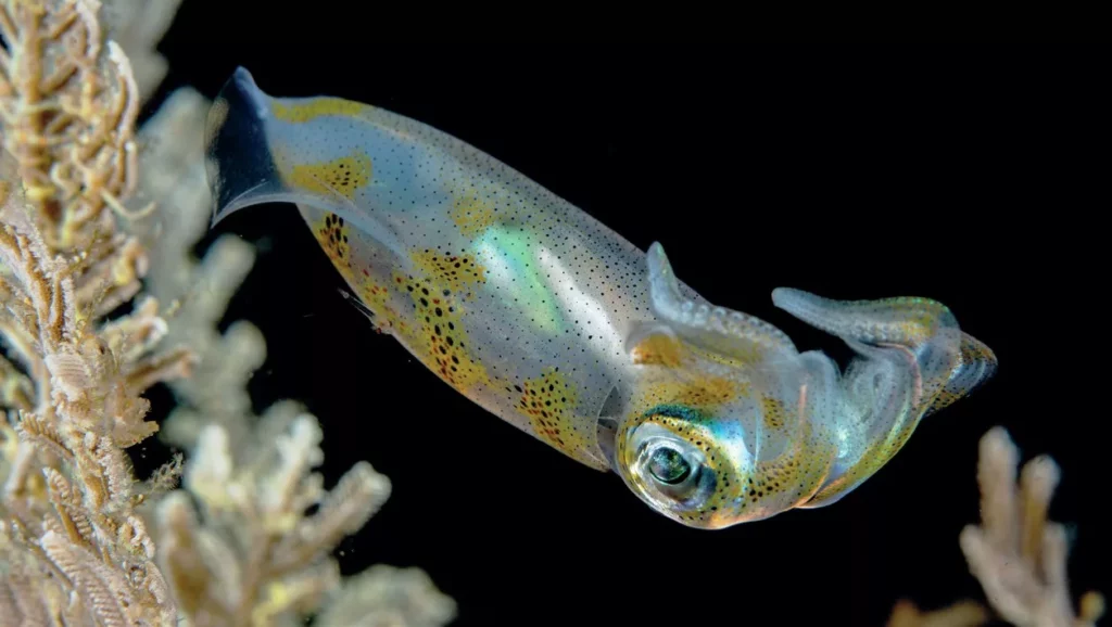 A squid on the reef at night, seen while diving in North Sulawesi