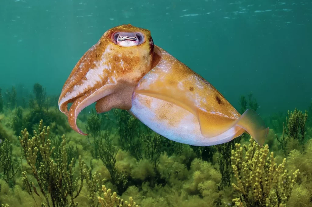 A vibrant giant cuttlefish swimming between the debris and artificial reefs beneath the jetty.