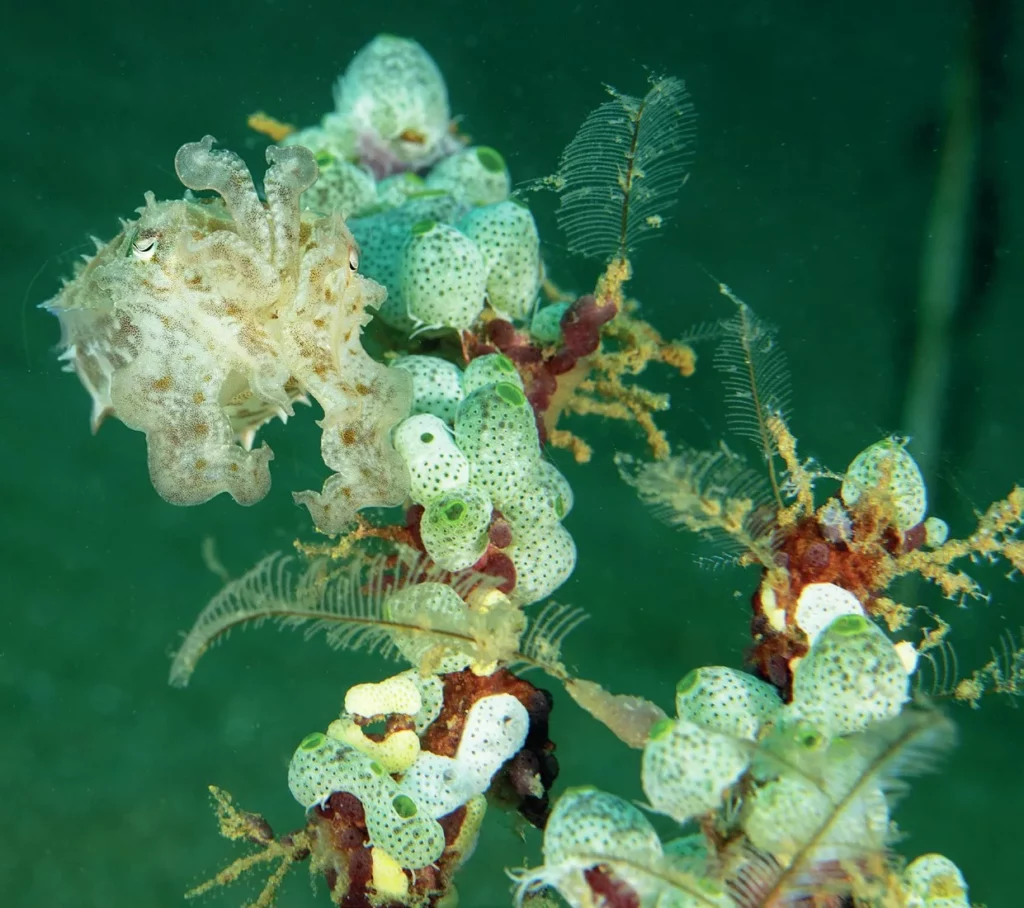 A cuttlefish hovering near the reef substrate posing for an underwater photographer.