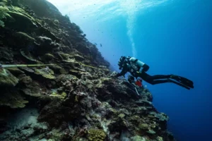 Diver placing a quadrat on a transect at Pateku Island (Ollie Velasco / NatGeo Pristine Seas)