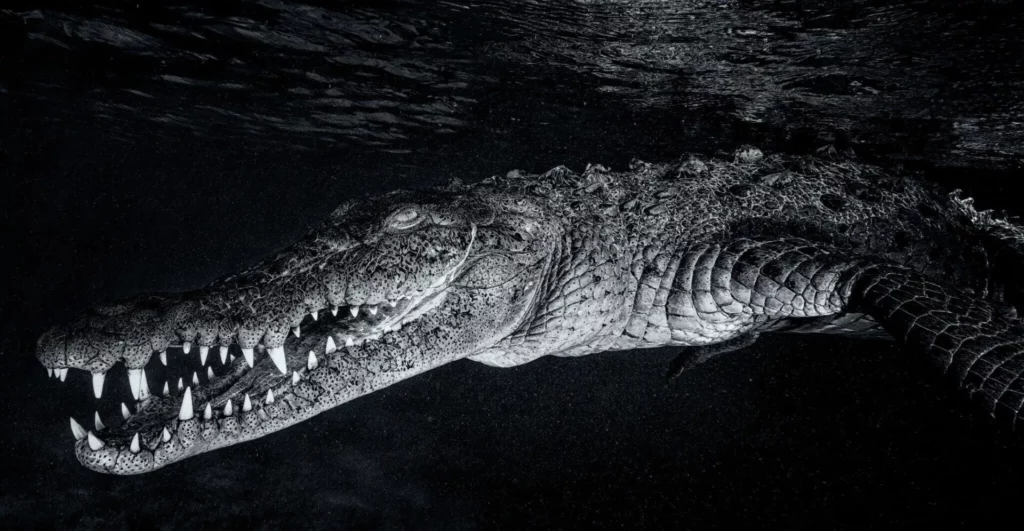 Diving with Diana Fernie 5 Close-up of an American crocodile underwater in Cuba, photo by Diana Fernie.