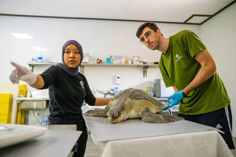 Dr Naul and Dr Pau of the Sea Turtle Health Institute with a patient