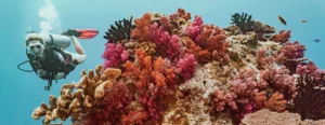 A scuba diver swimming over a vibrant, colorful coral reef, highlighting the importance of understanding scuba diving health risks before a dive
