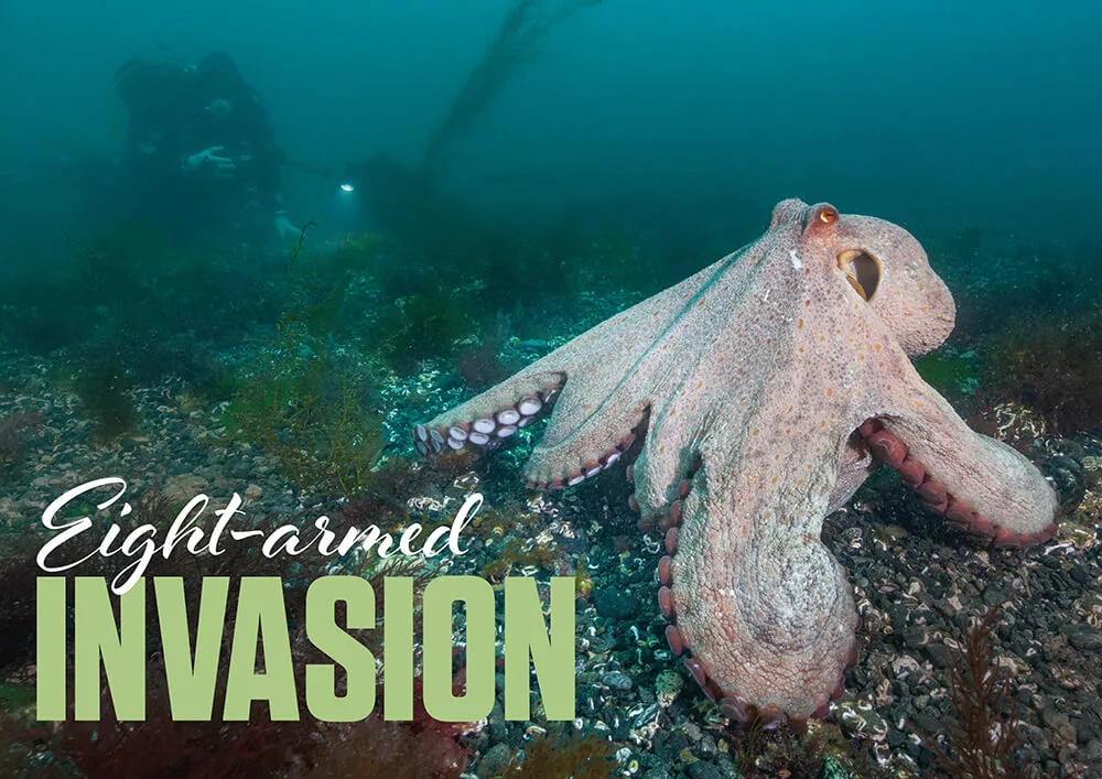 Magazine editorial banner graphic titled Eight-armed Invasion showcasing the UK octopus population surge.