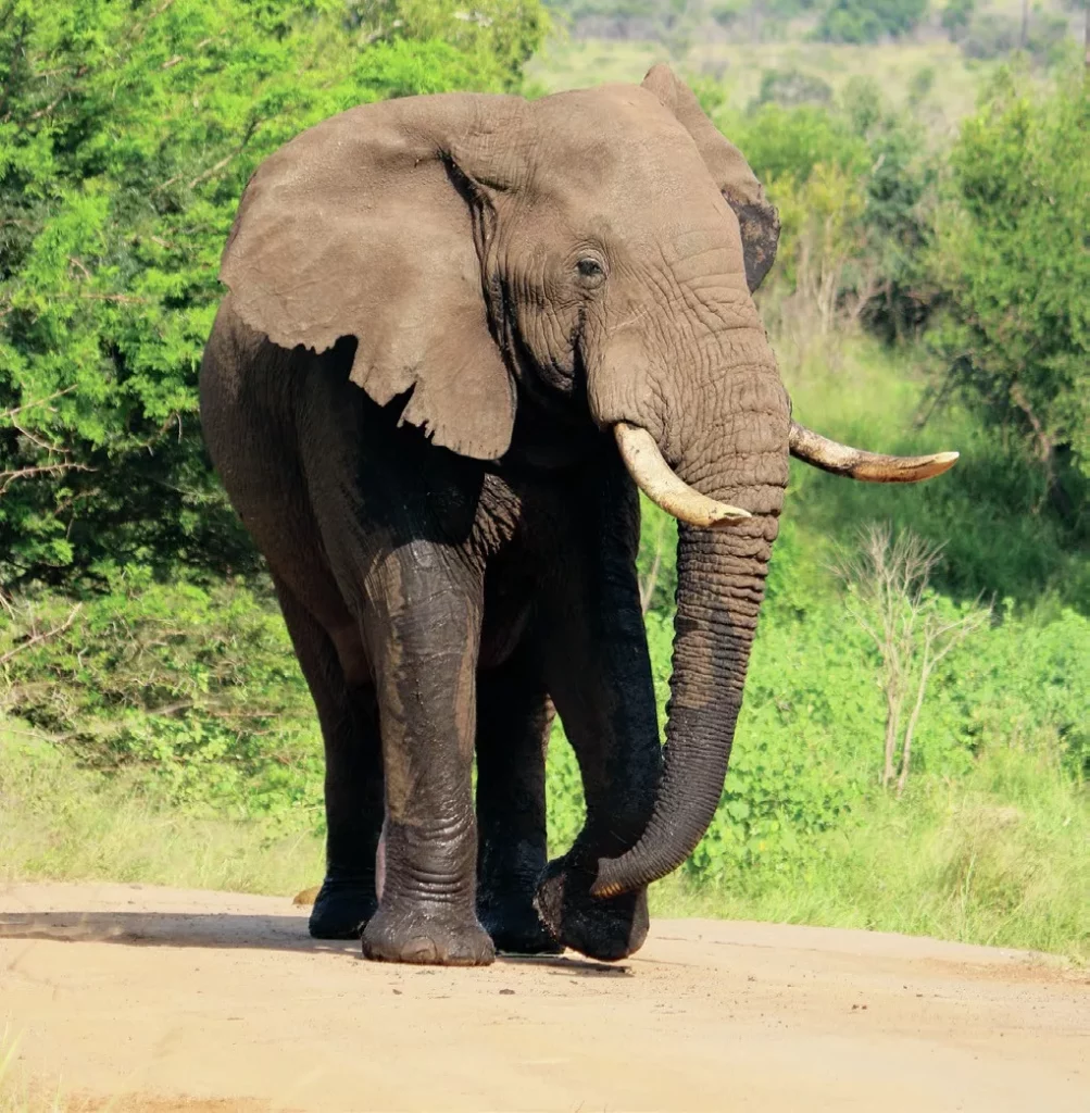 Discovering Sodwana Bay 12 An African elephant seen on safari, a perfect topside addition to a holiday for Diving Sodwana Bay.