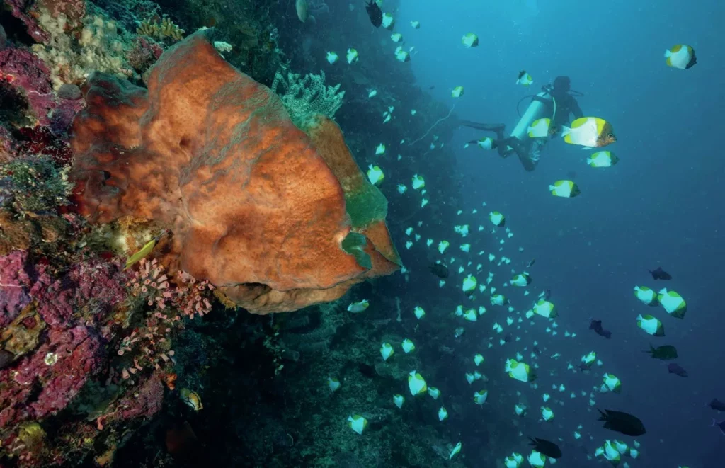 Fish shoal off the reef wall as a driver drifts along in the Bunaken National Park