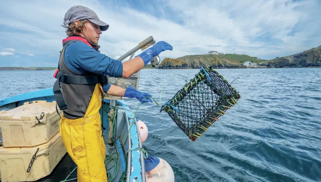 Cornwall Octopus Bloom: Inside the 8-armed Invasion 4 A local Cornish fisherman casting a traditional pot off the rugged Lizard Peninsula.