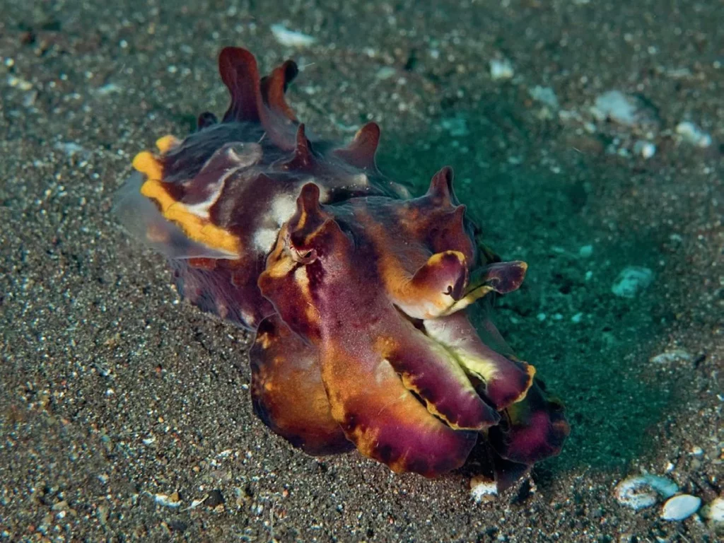 Muck Diving in Lembeh Strait: Ultimate Passport to Paradise (Pt. III) 8 A colorful flamboyant cuttlefish flashing vivid pink, purple, and yellow hues along the seafloor.