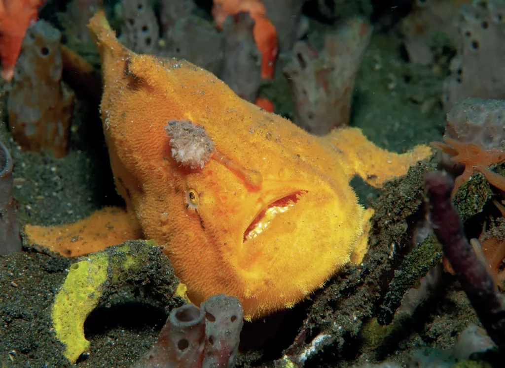 Muck Diving in Lembeh Strait: Ultimate Passport to Paradise (Pt. III) 2 A rare frogfish camouflaged on the volcanic black sand during a dive in Lembeh Strait, Indonesia.