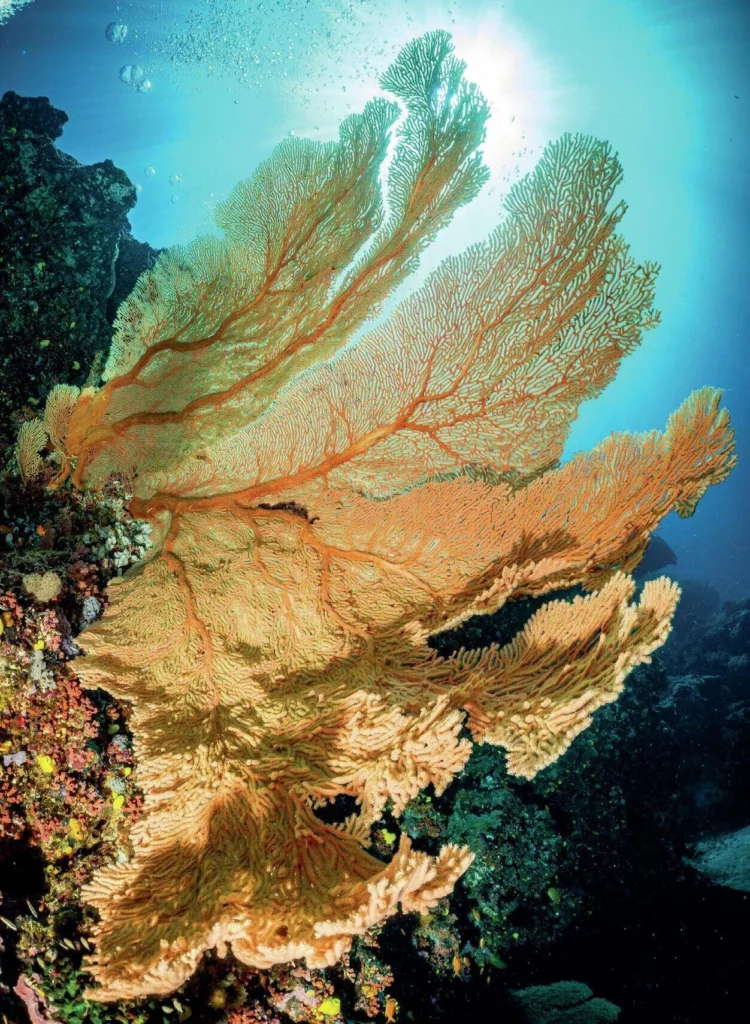 A high-detail shot of a delicate pink Gorgonian sea fan against the deep blue water.