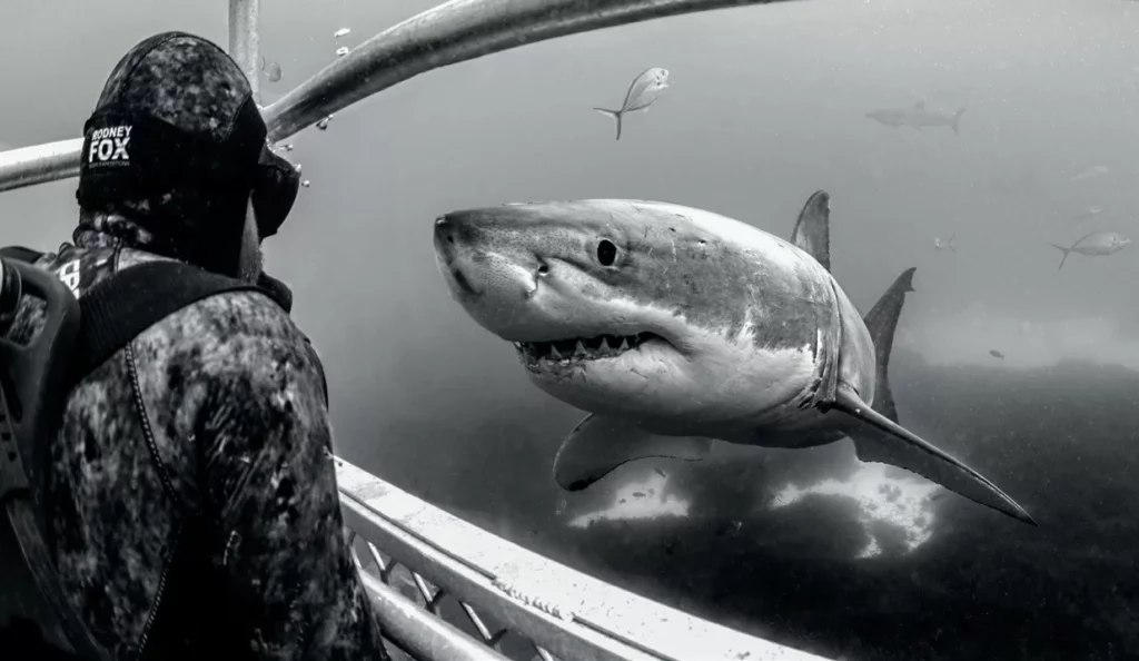 Diving with Diana Fernie 3 A powerful great white shark gliding near the ocean surface, photo by Diana Fernie.