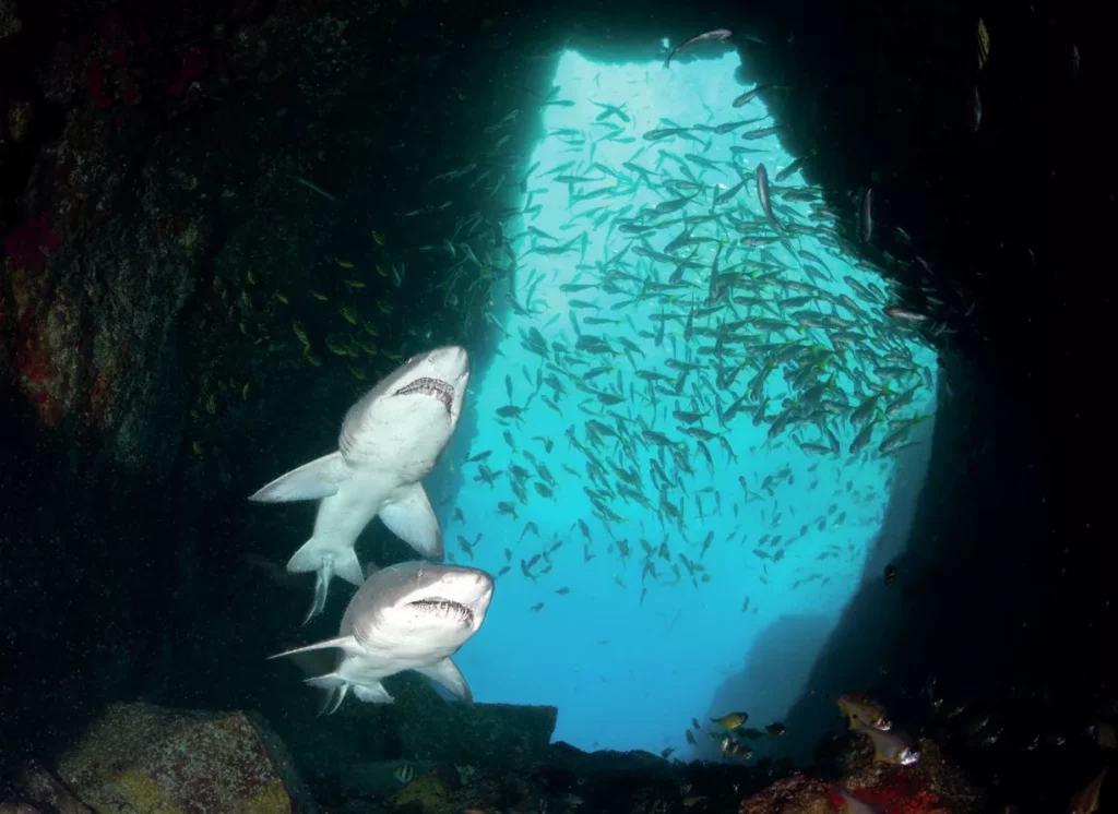 Diving with Diana Fernie 13 Grey nurse sharks swimming together through the deep at South West Rocks, photo by Diana Fernie.
