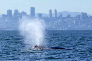 Grey whale in San Francisco Bay (Darrin Allen NOAA)