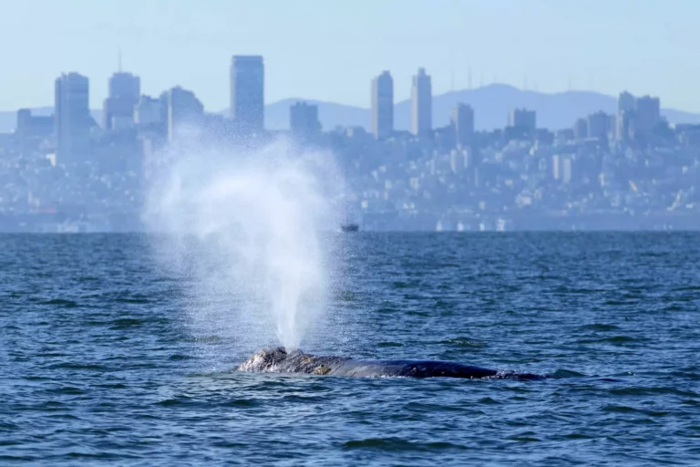 Grey whale in San Francisco Bay (Darrin Allen NOAA)
