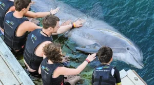 A dolphin being used for a hands-on encounter (Jo-Anne McArthur / We Animals Media)