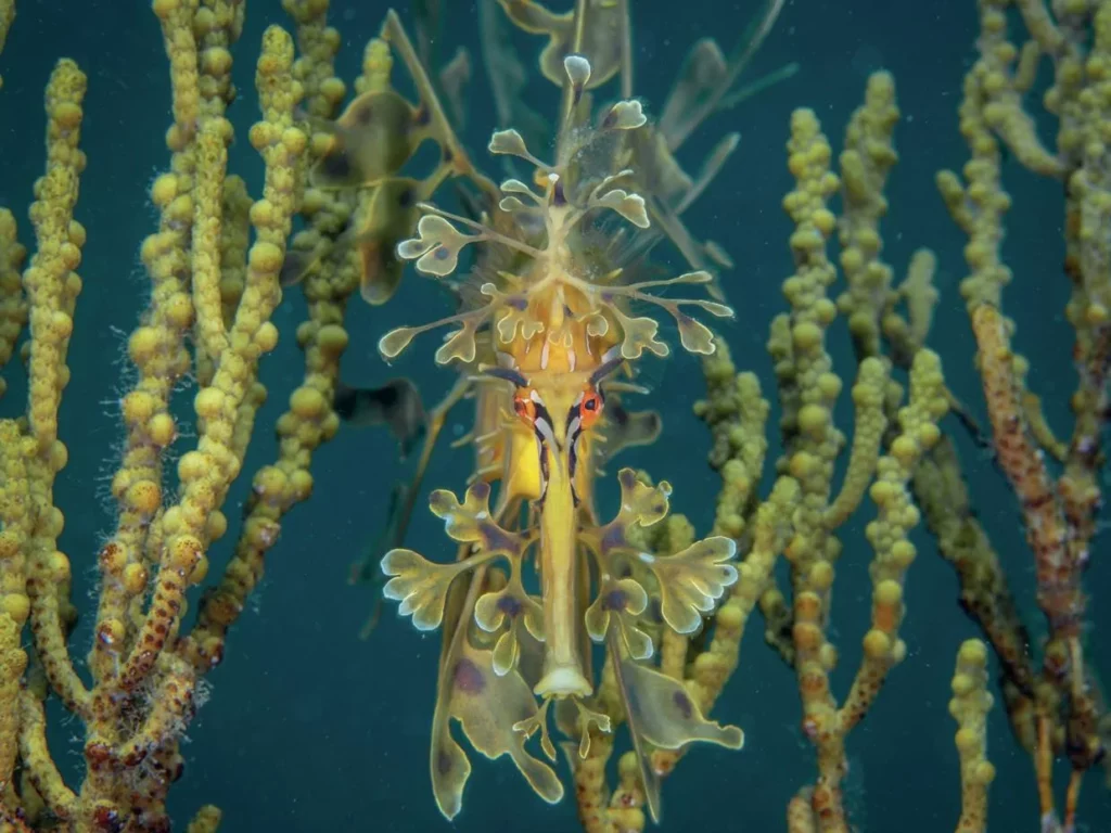 A striking head-on macro portrait of a leafy seadragon displaying its unique facial markings.