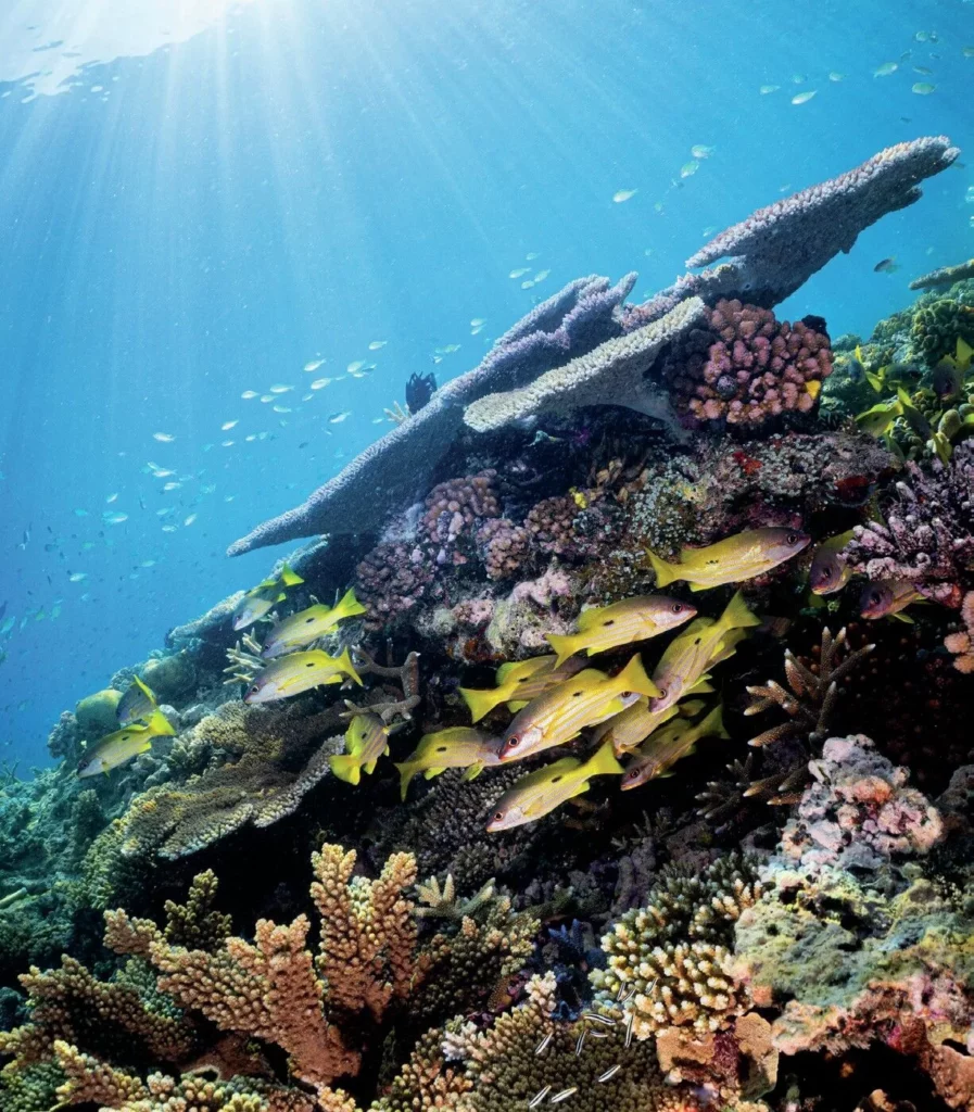 A thriving coral garden teeming with tropical fish, showcasing the successful results of modern protection efforts on the Great Barrier Reef.