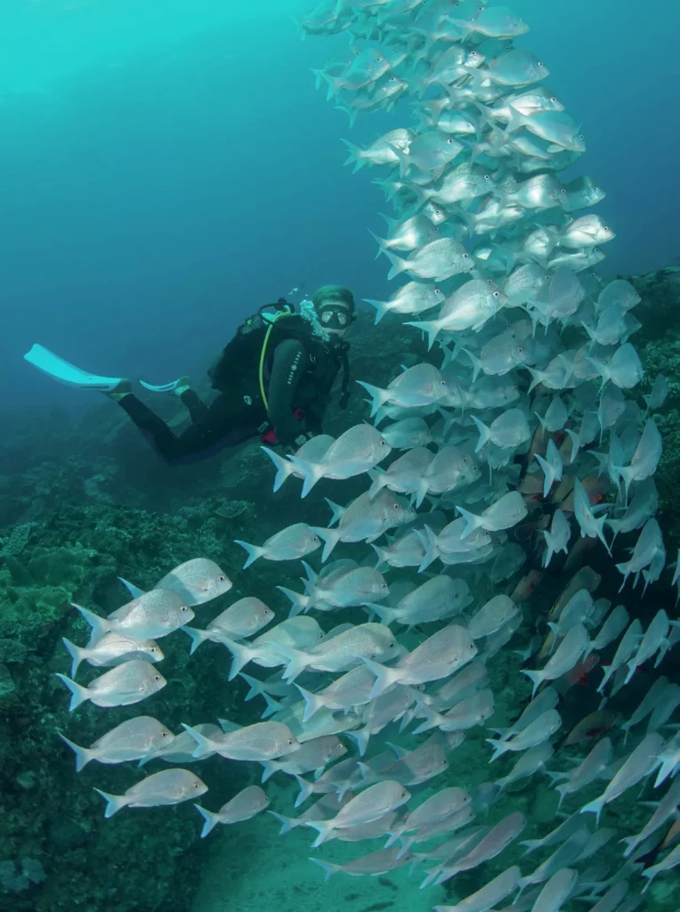 Discovering Sodwana Bay 7 A dense school of fishes swimming over a reef, demonstrating the rich biodiversity of Diving Sodwana Bay.