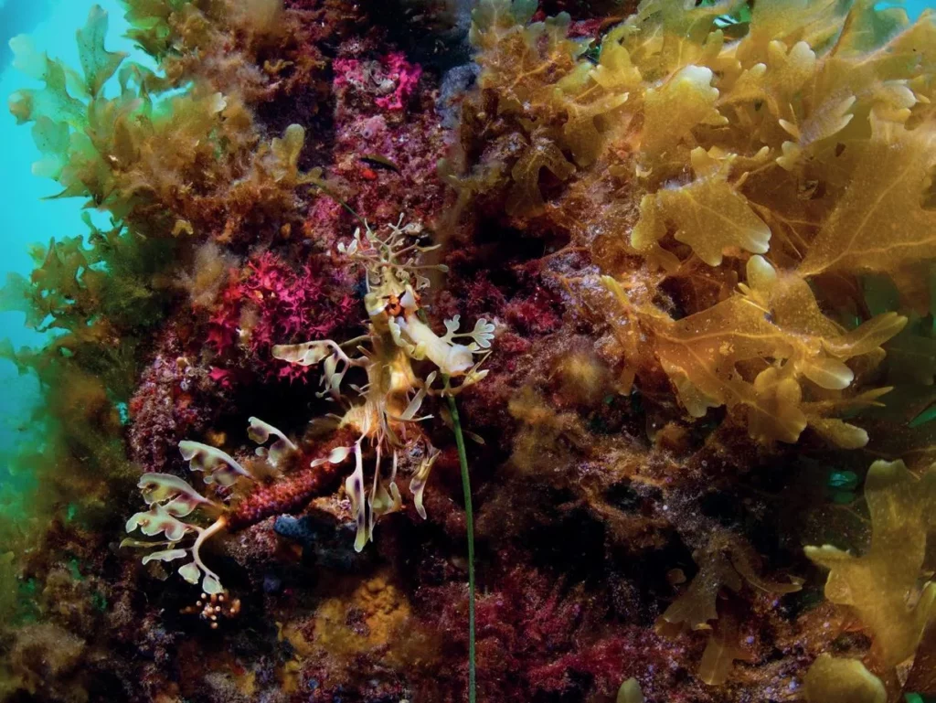 A master of camouflage leafy seadragon blending effortlessly among the green blades of an underwater seagrass garden.