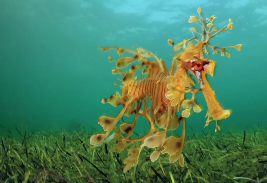 A golden leafy seadragon showing its elaborate leaf-like appendages used for perfect marine camouflage.