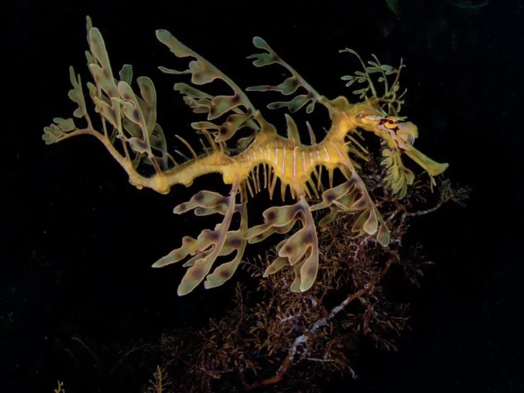 A studio-style underwater photo of a leafy seadragon illuminated against a stark black background.