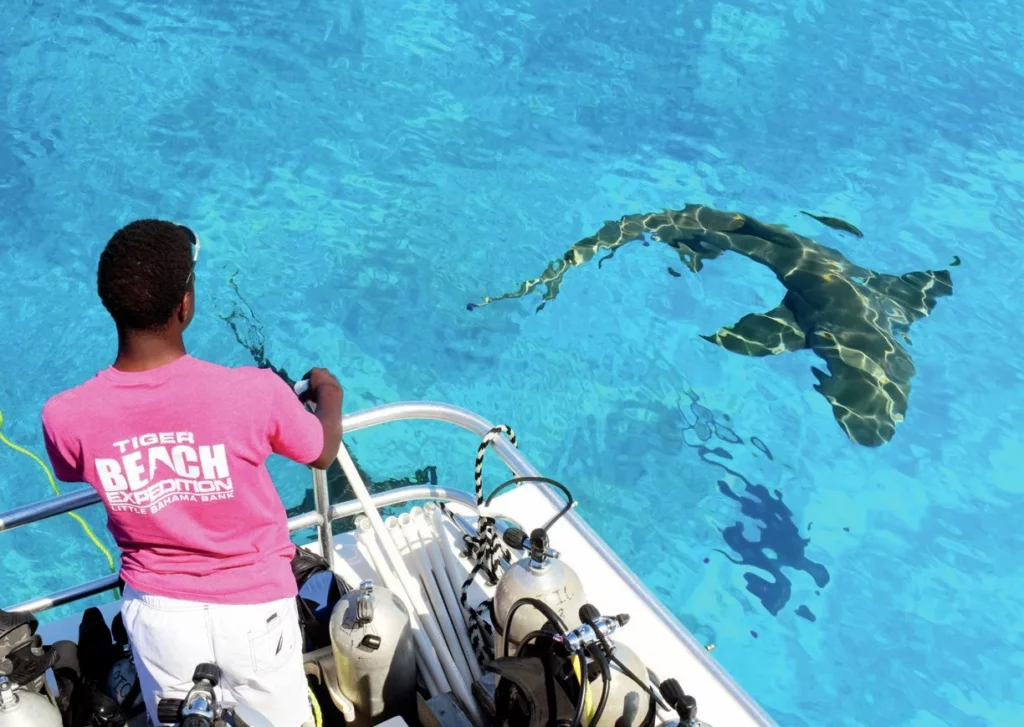 A lemon shark circling the dive boat near the surface in the shallow waters of the Little Bahama Bank