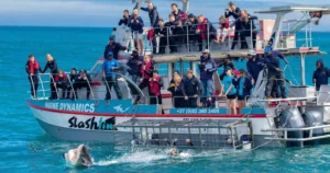 Walker Bay revolves around big marine animal encounters (Shark Trust)