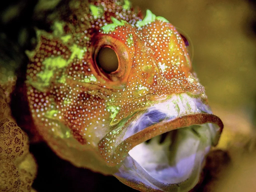 A high-detail macro photograph on the Great Barrier Reef.