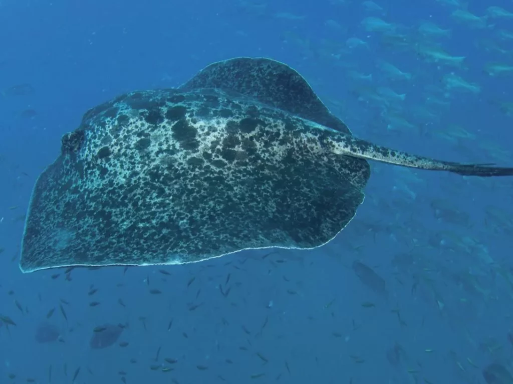A large marble ray swimming, showcasing the diversity of the marine park.