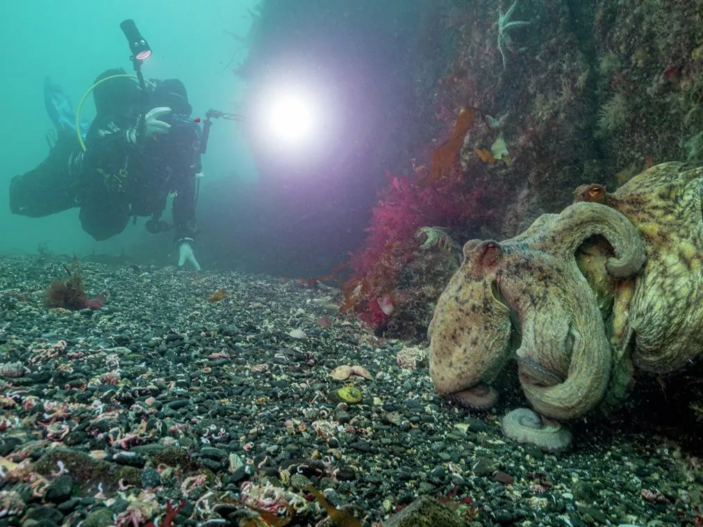 Cornwall Octopus Bloom: Inside the 8-armed Invasion 7 Two common octopuses mating on the seabed as a scuba diver observes responsibly.