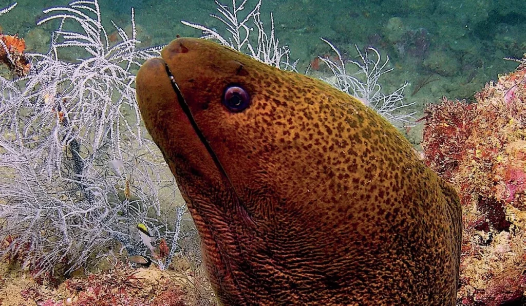 A large moray eel peering out from a crevice in the coral reef at the Great Barrier Reef.
