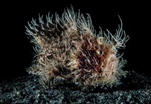 A masterclass example of muck diving photography capturing a hairy frogfish on volcanic black sand.