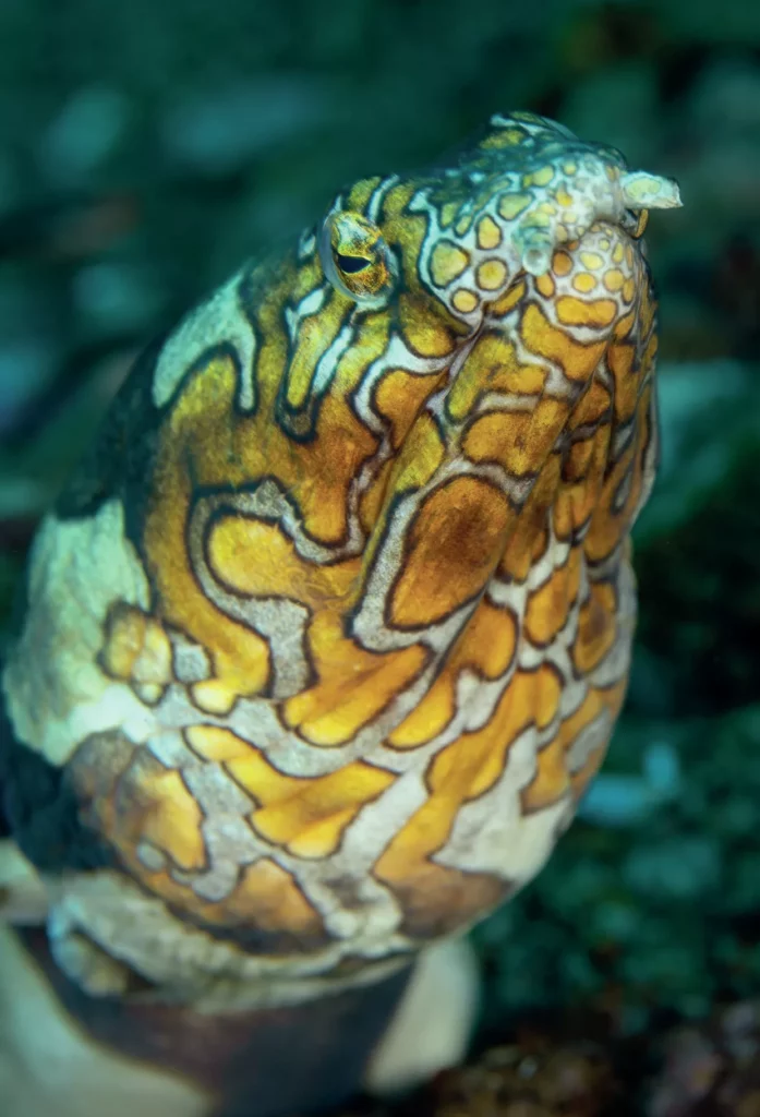 Muck Diving in Lembeh Strait: Ultimate Passport to Paradise (Pt. III) 6 A Napoleon snake eel poking its head up out of the fine black volcanic sand in Indonesia.