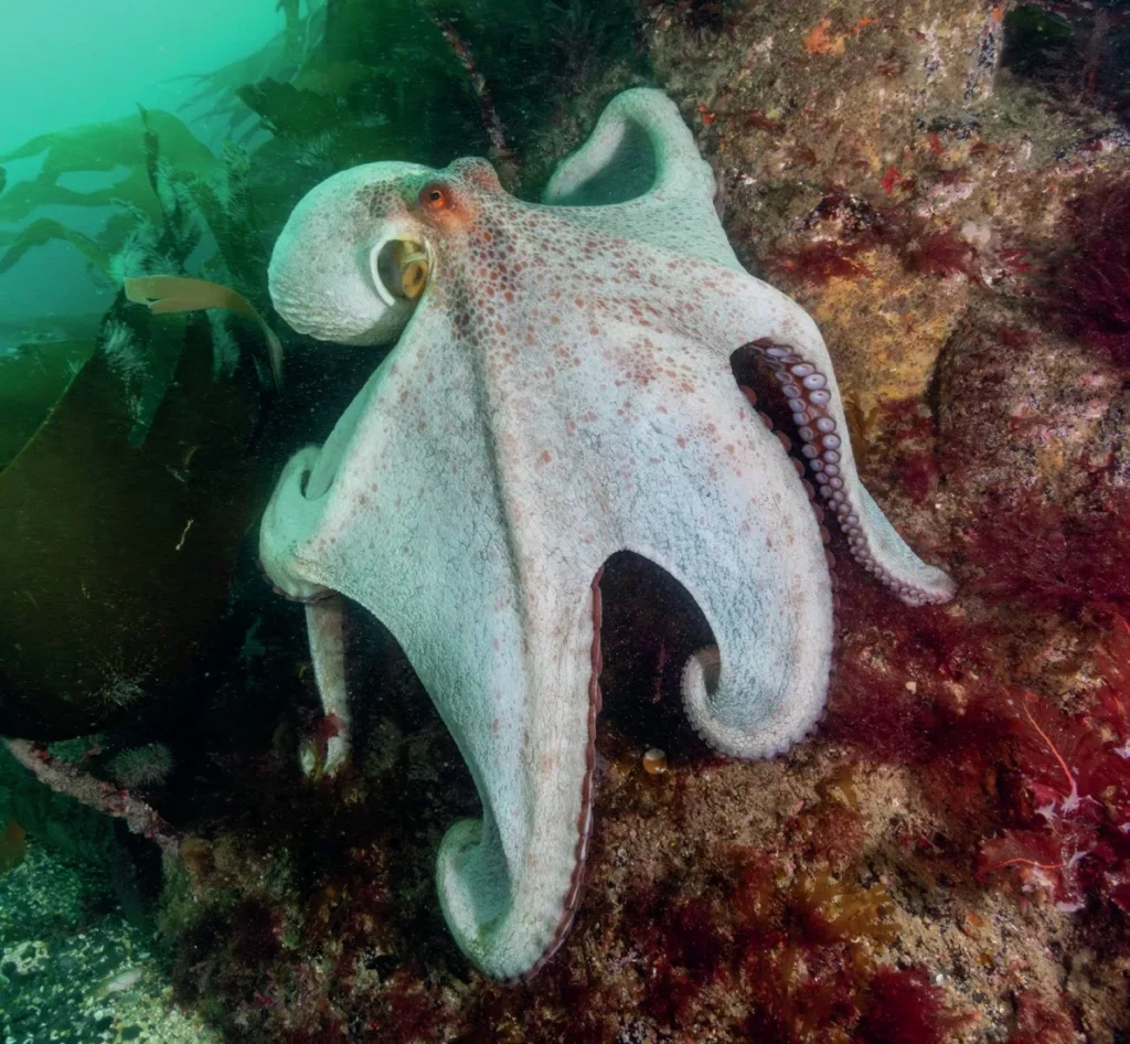 Cornwall Octopus Bloom: Inside the 8-armed Invasion 8 An inquisitive common octopus encounters a diver during the historic Cornwall octopus bloom.