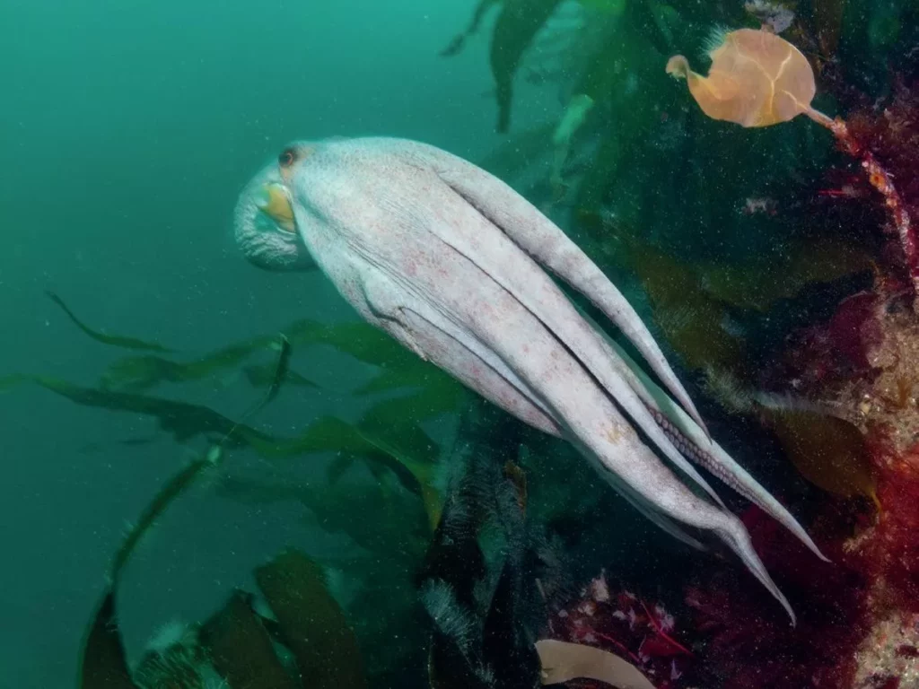 Cornwall Octopus Bloom: Inside the 8-armed Invasion 6 A Mediterranean octopus using jet propulsion to swim quickly down a rocky reef structure.