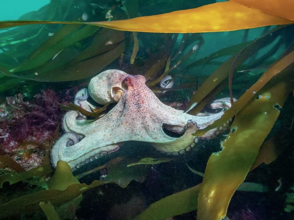 Cornwall Octopus Bloom: Inside the 8-armed Invasion 5 A master of camouflage common octopus hiding safely amidst the green Cornish kelp.