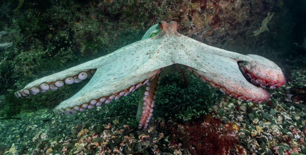 Cornwall Octopus Bloom: Inside the 8-armed Invasion 3 A large common octopus displaying its eight arms and double rows of suckers on the seabed.